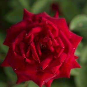 Rose, Kashmir 2 gal