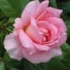 Rose, Lambert Closse&#39; 2 gal