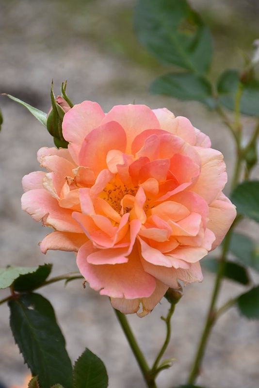 Rose, Marmalade Dream 2 gal