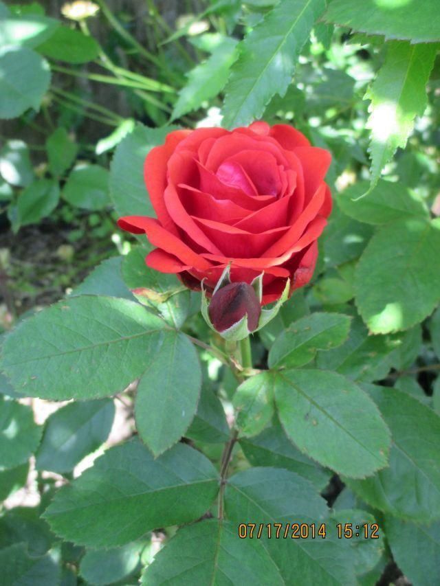 Rose, Morden Fireglow 1 1/2