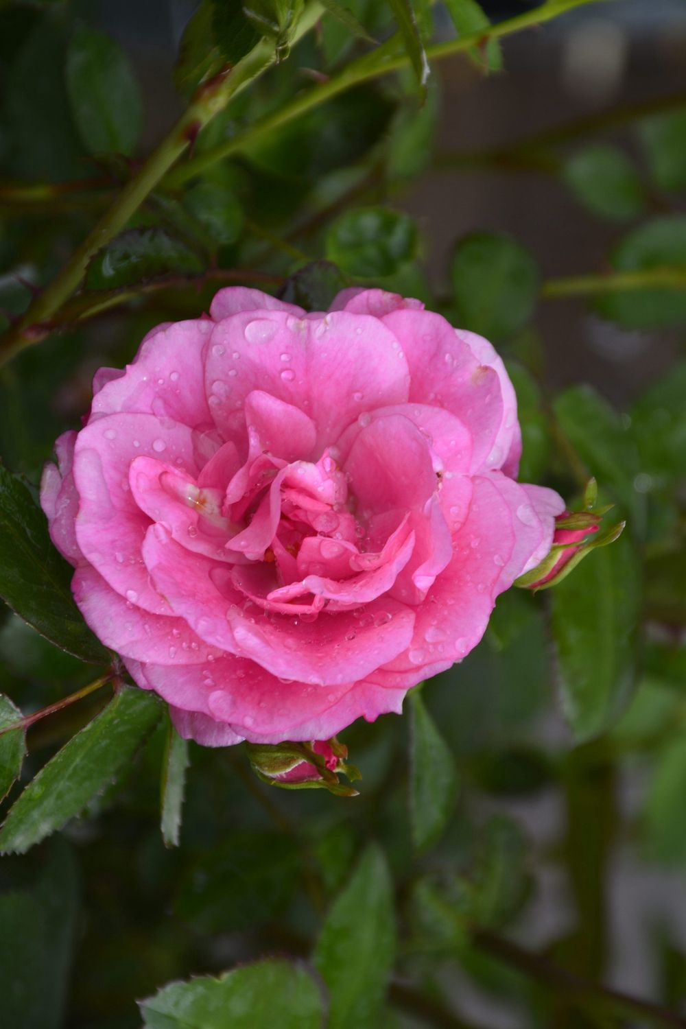 Rose, Morden Belle 2 gal