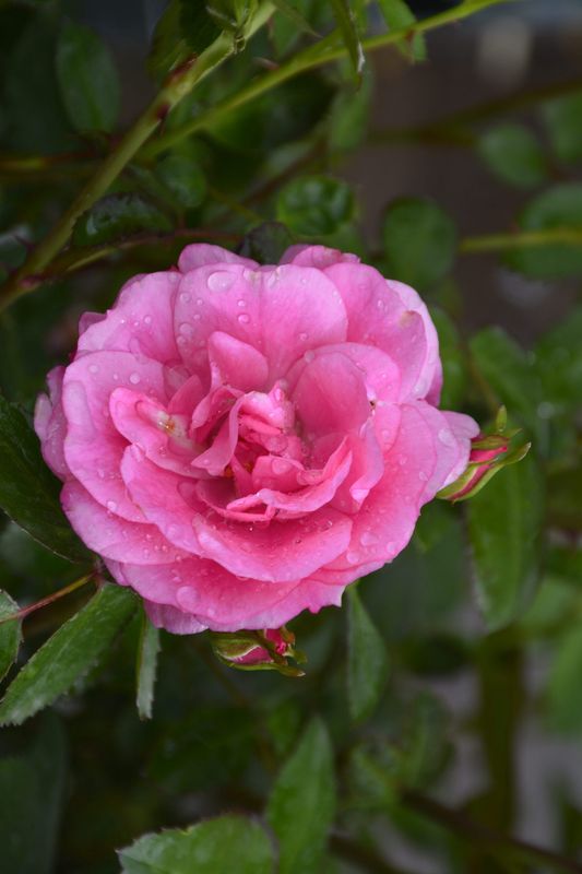 Rose, Morden Belle 2 gal