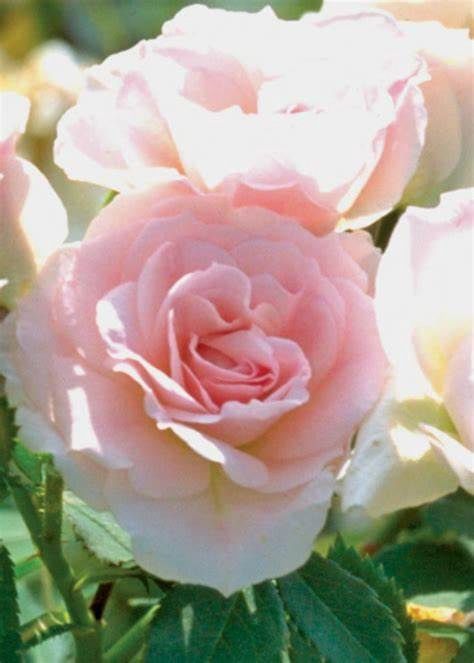 Rose, Morden Blush 2 gal