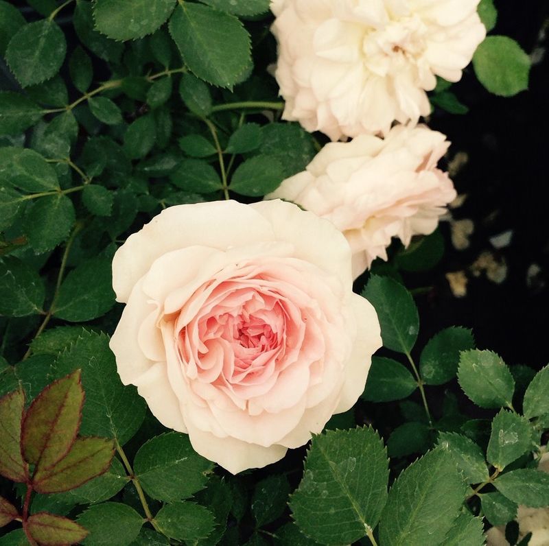 Rose, Morden Blush #1