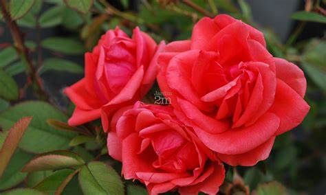 Rose, Morden Fireglow 2 gal