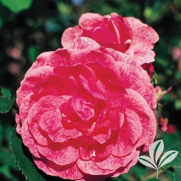 Rose, Morden Ruby #1