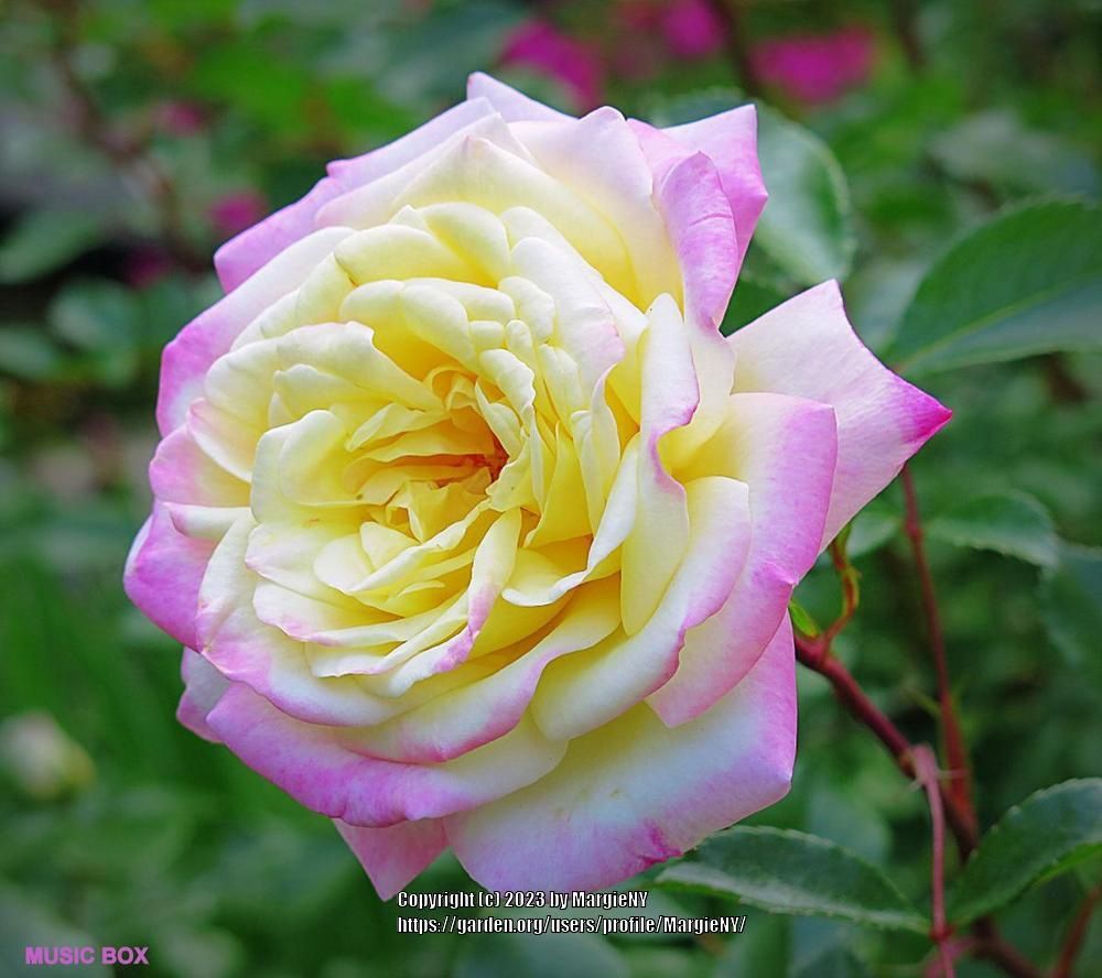 Rose, Music Box 2 gal