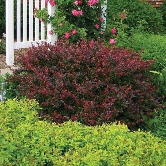 Barberry, Crimson Pygmy 2 gal