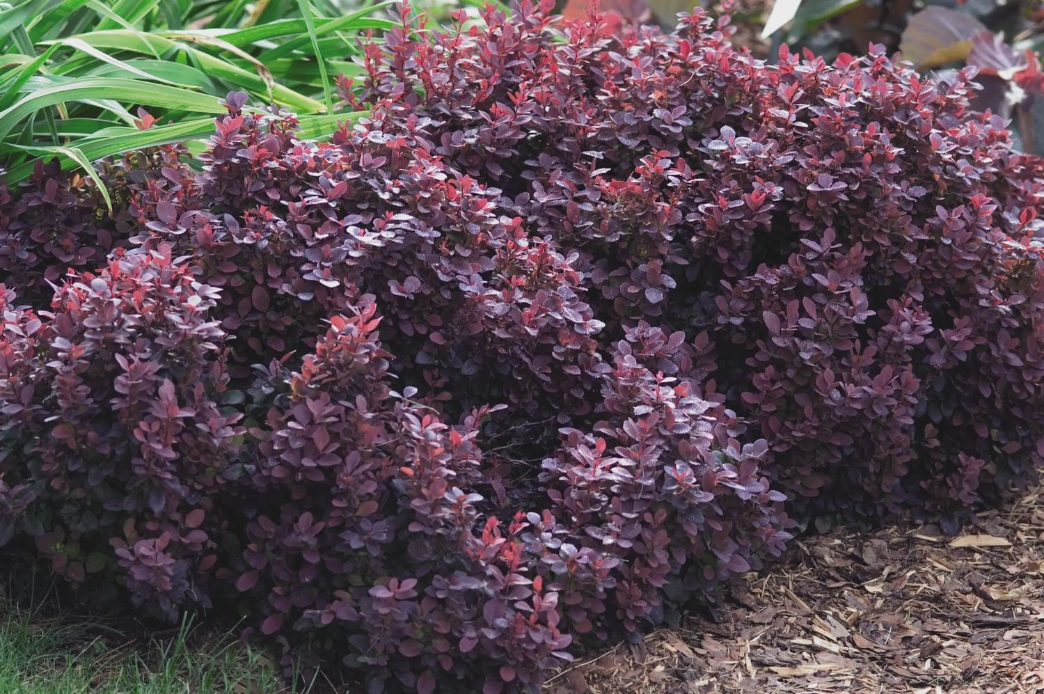 Barberry, Concorde 2 gal