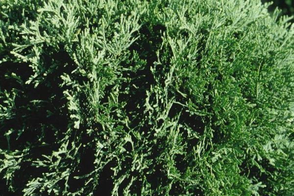 Arborvitae, Hetz Midget 1 gal