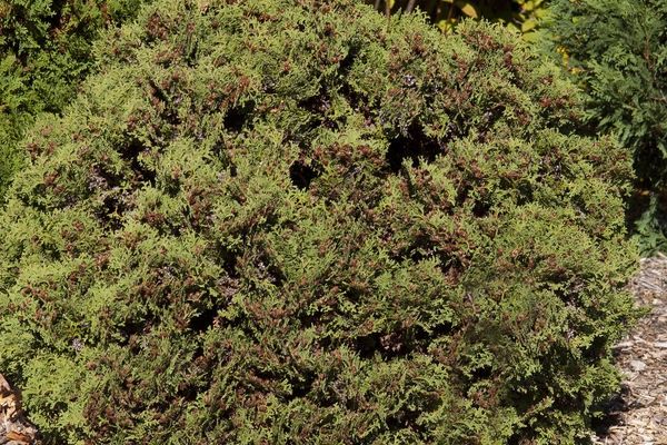 Arborvitae, Hetz Midget 2 gal