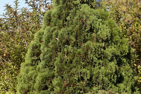 Arborvitae, Holmstrup 5 gal