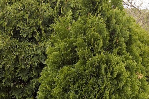 Arborvitae, Holmstrup 7 Gal