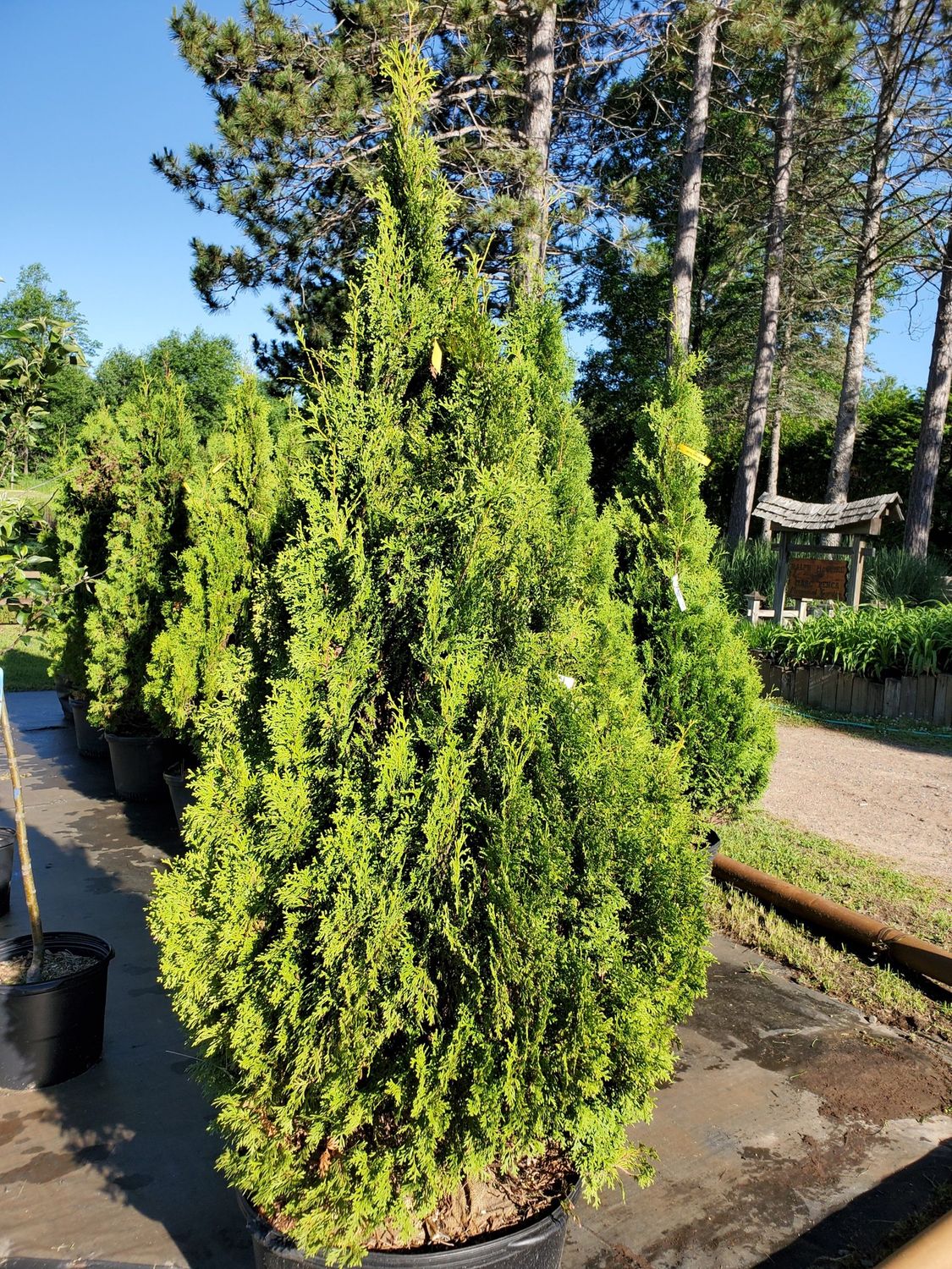 Arborvitae, Holmstrup 10 Gal