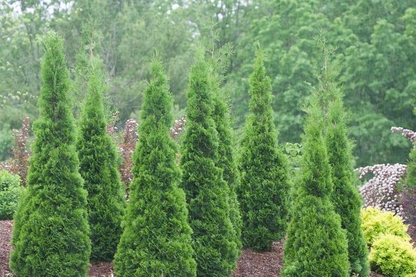 Arborvitae, North Pole 2 gal