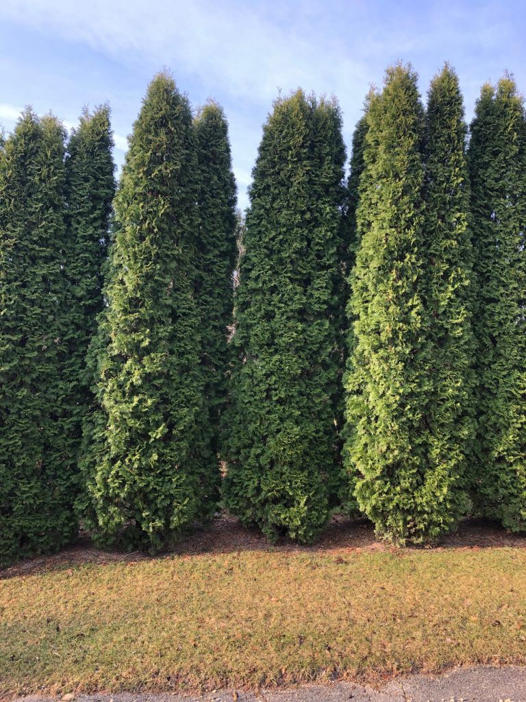 Arborvitae, Pyramidal 20g