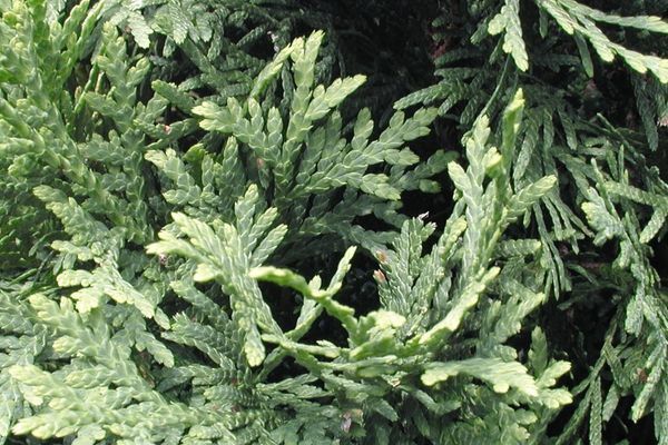 Arborvitae, Pyramidal 7g