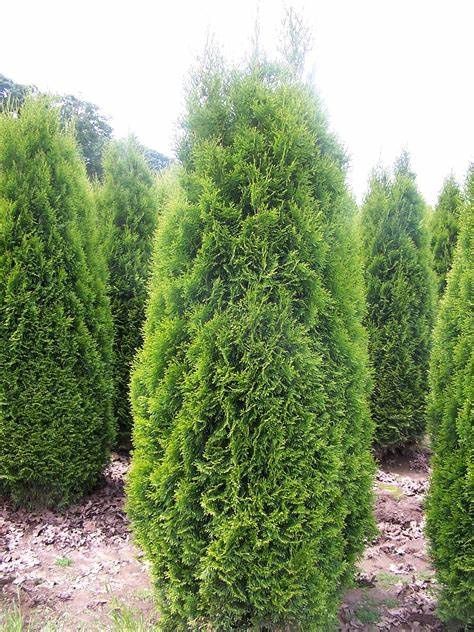 Arborvitae, Pyramidal 4' B &amp; B