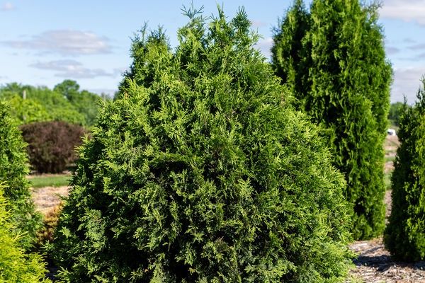 Arborvitae, Technito 5 gal