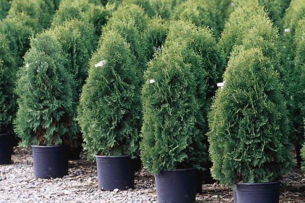 Arborvitae, Techny 5 gal
