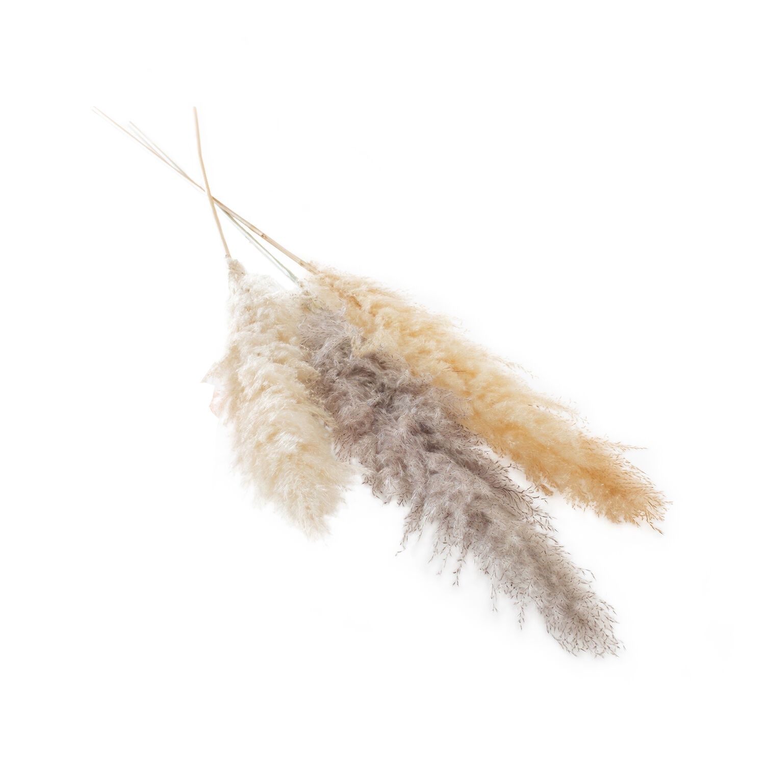 Dried, Pampas Grass Pack of 3 Cream 55"