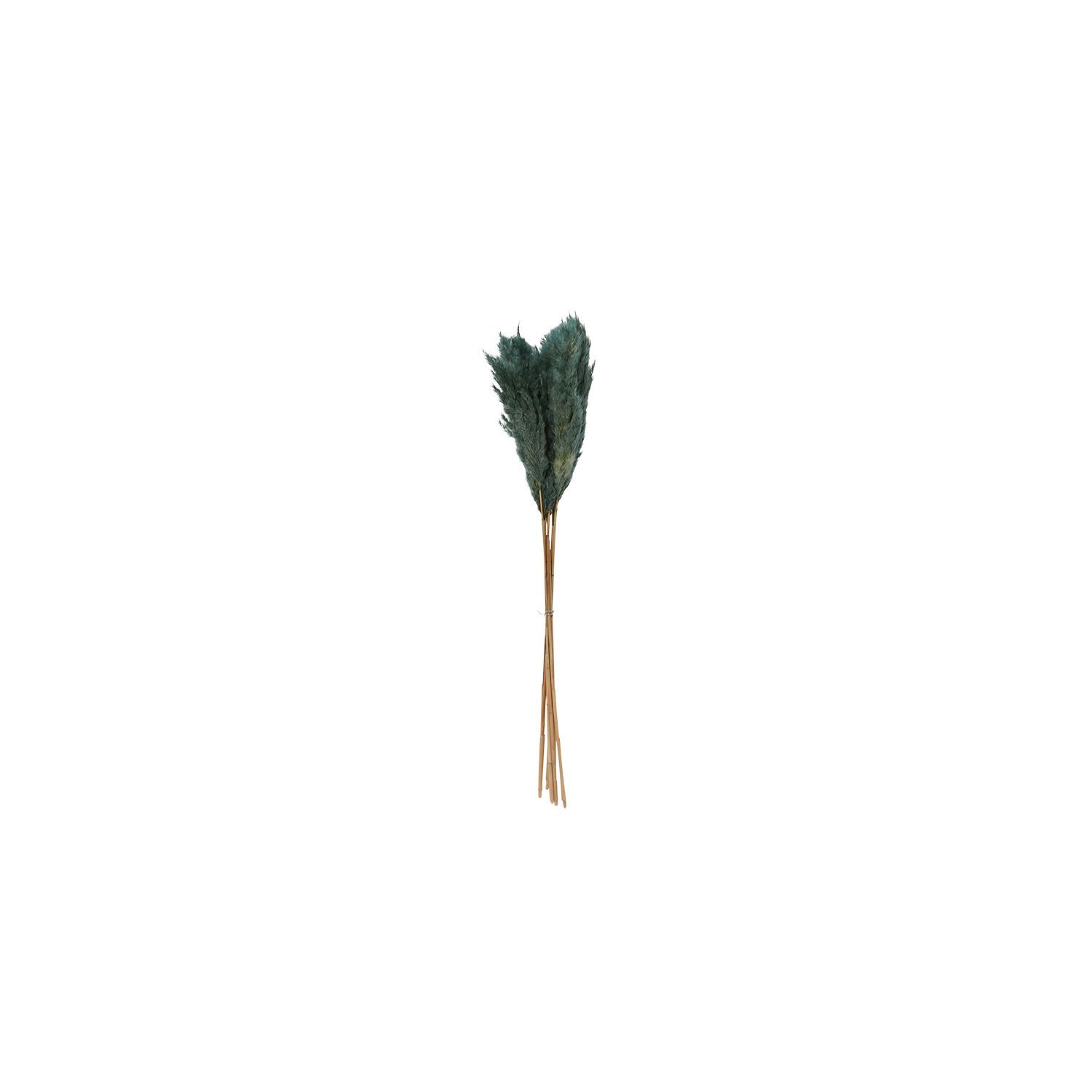 Dried, Pampas Grass Pack of 6 25.5" Rust
