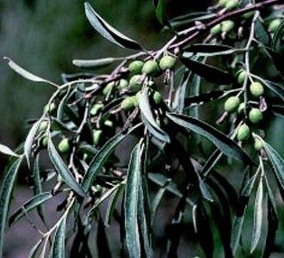 Russian Olive 4&#39;