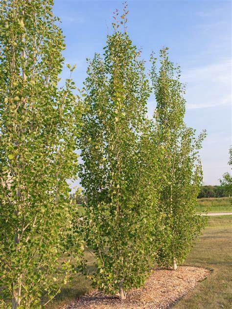 Aspen, Guardian Columnar 7 gal