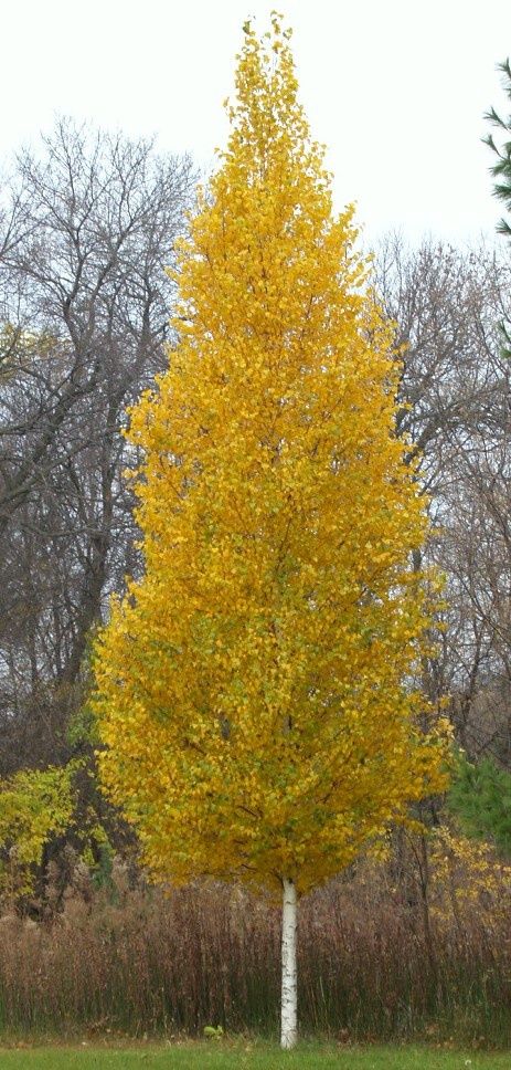 Birch, Dakota Pinnacle 7 gal