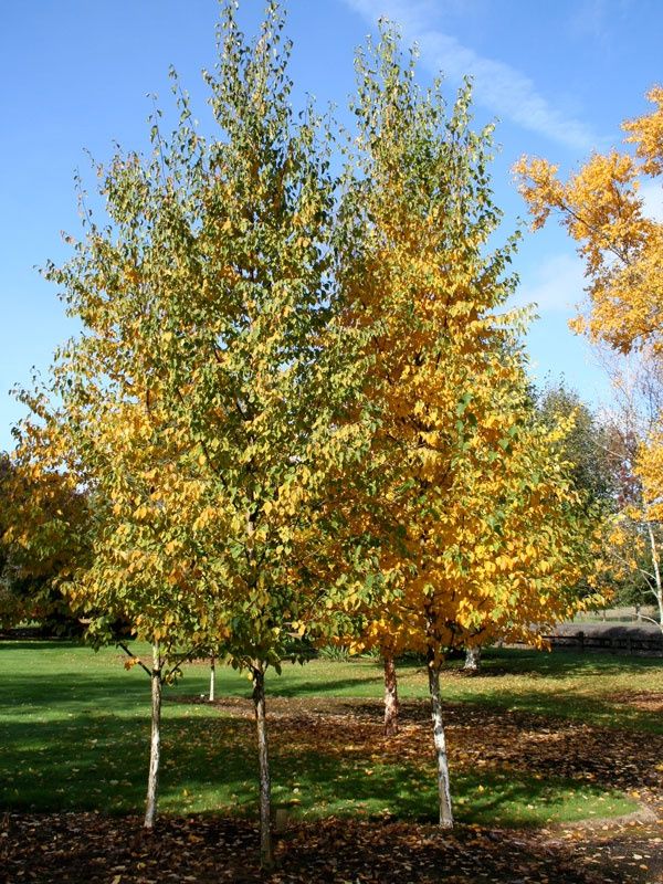 Birch, Ren Reflection 5&#39;