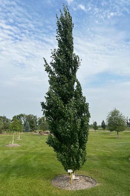 Birch, Parkland Pillar  10 gal