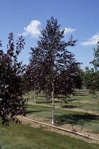Birch, Royal Frost Cl 9'