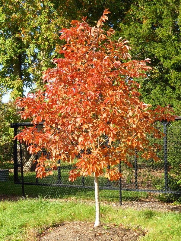 Buckeye, Early Glow 10 gal