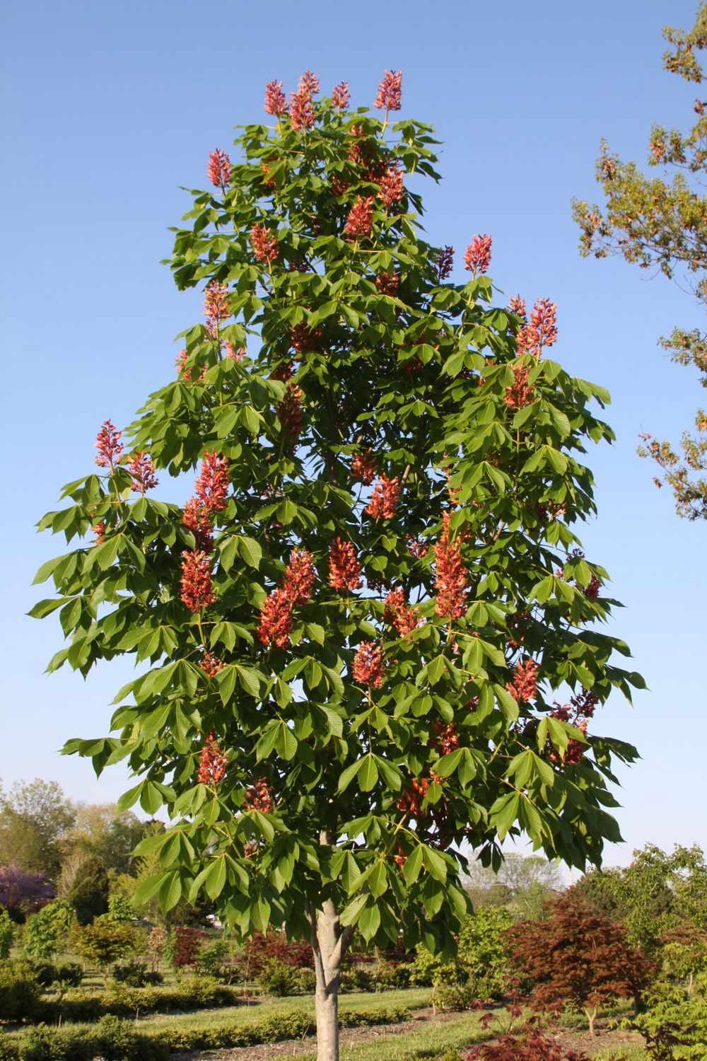 Buckeye, Mystic Ruby   6&#39; 10 gal