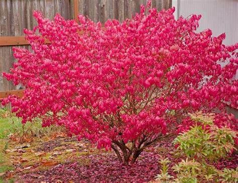 Burning Bush, Winged Tree 7G. 3'S 15"