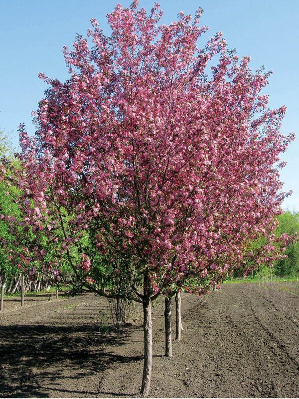 Crab, Courageous 6&#39;CVI pink