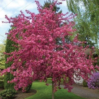 Crab, Royal Gem 3.5&#39;s  12&quot; CVI