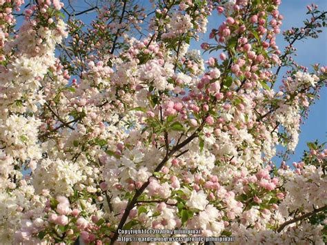 Crab, Spring Bride 5&#39;