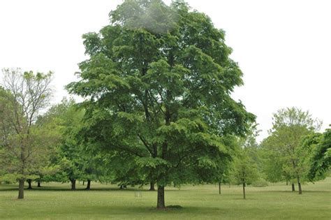 Elm, Accolade 10 gal