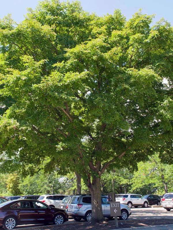 Elm, Accolade 10 gal