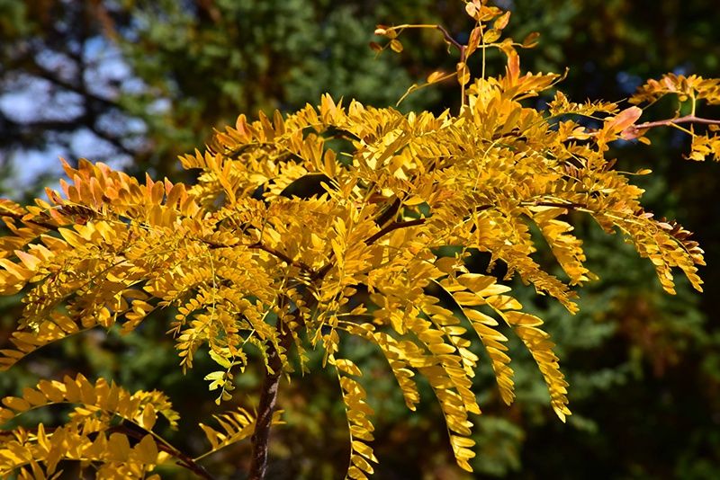 Honeylocust, Northern Acclaim 15 Gal
