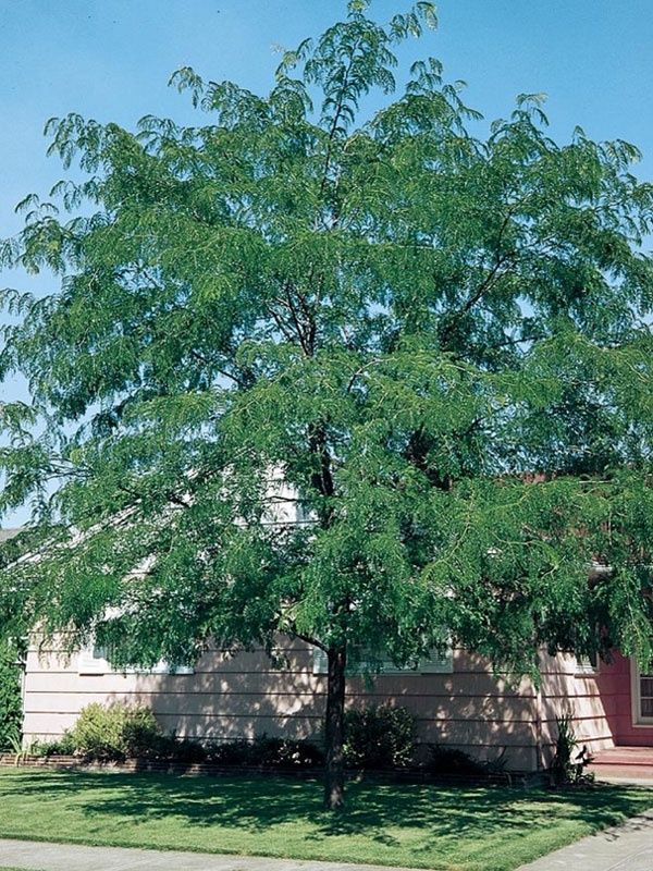 Honeylocust, Northern Acclaim 15 Gal