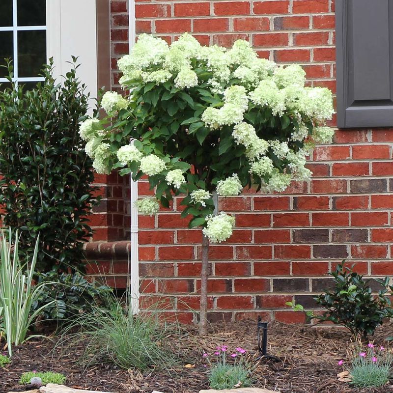 Hydrangea, Little Lime 7 gal Tree