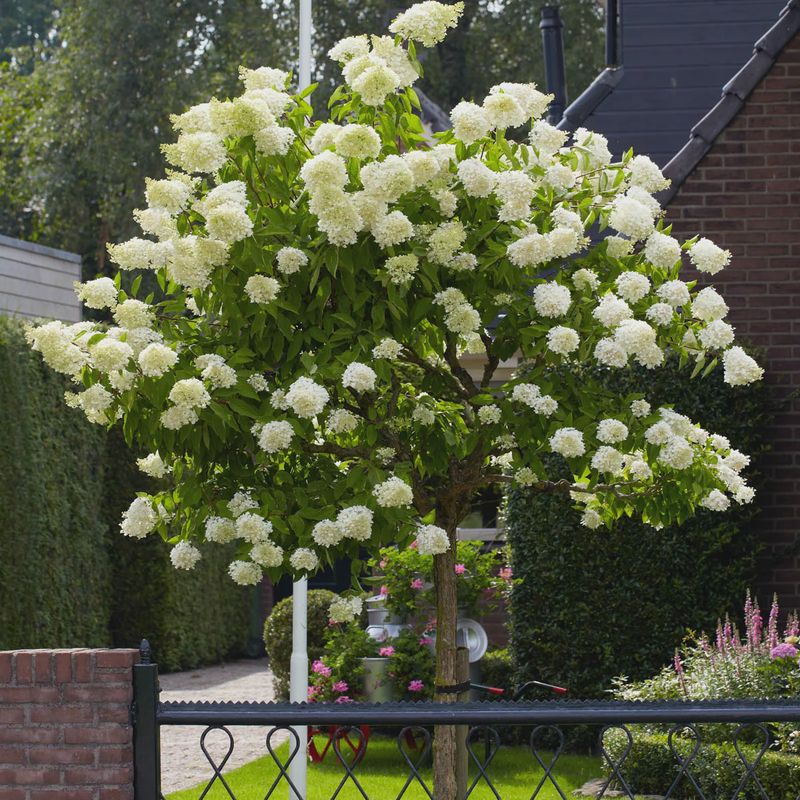 Hydrangea, Pee Gee 5 gal