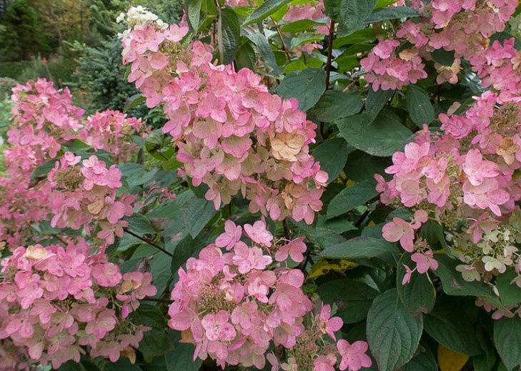 Hydrangea, Pink Diamond 4&#39;