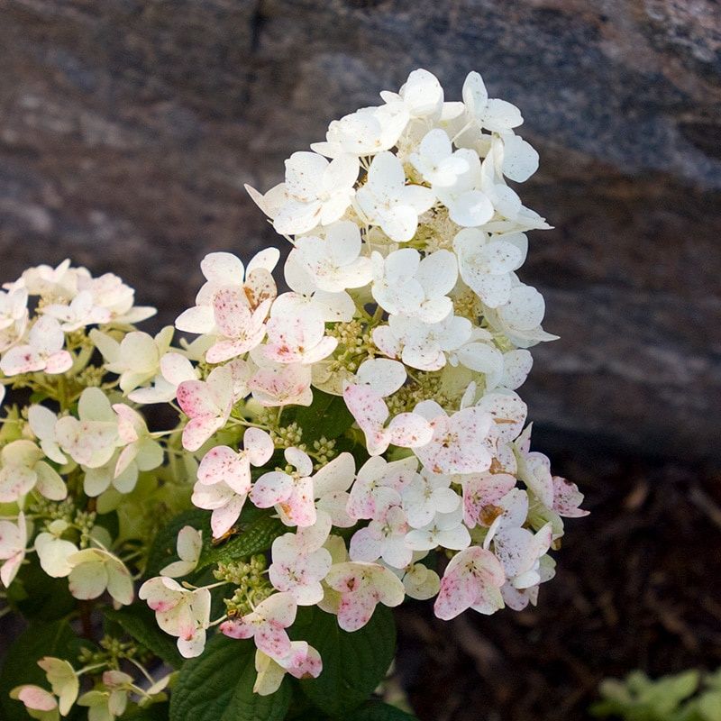 Hydrangea, Tickled Pink 4&#39;