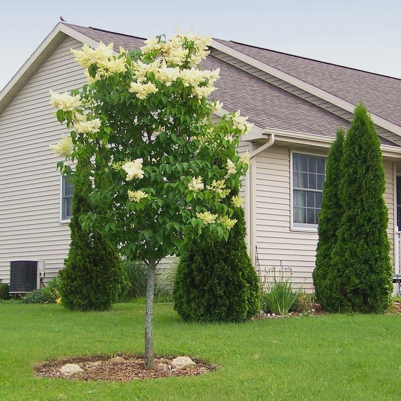 Lilac, Ivory Silk 5' Tree