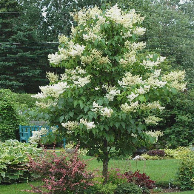 Lilac, Ivory Silk 5&#39; Tree