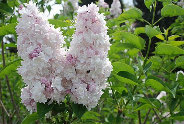 Lilac, Beauty of Moscow tree 10g