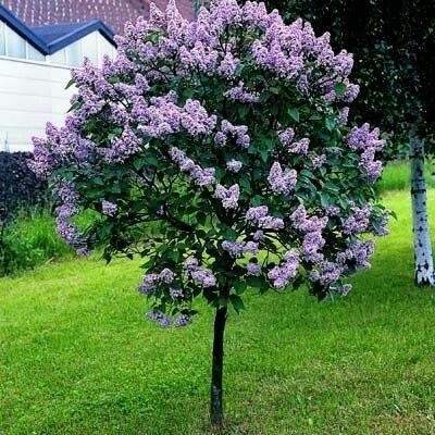 Lilac, Sensation 10g